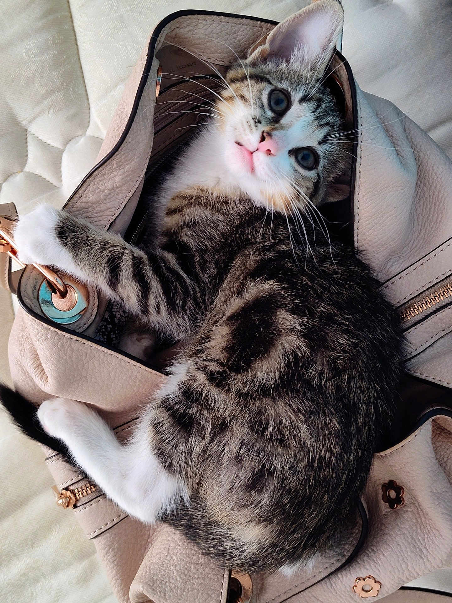 Kit Kat Aka Kitty is registered to the contest to win money with this photo: kitten, cat, tabby, pet, animal, bag, handbag, leather, zipper, fur, whiskers, cute, indoor, resting, curious, pink_nose, ears, paws, closeup, cozy