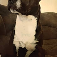 Bully joined the competition — help win amazing prizes! dog, black_and_white, pet, indoor, couch, seated, animal, ears, fur, snout, calm, looking_away, companion, domestic, mammal, portrait, household, relaxed, canine, furniture