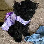 Nori is registered to the contest to win money with this photo: adorable, animal, black_dog, blue_towel, carpet, companion, curly_fur, cute, dog, domestic_pet, fluffy, hair_clips, indoor, looking_up, pet_clothing, puppy, purple_dress, sitting, small_dog, young_dog