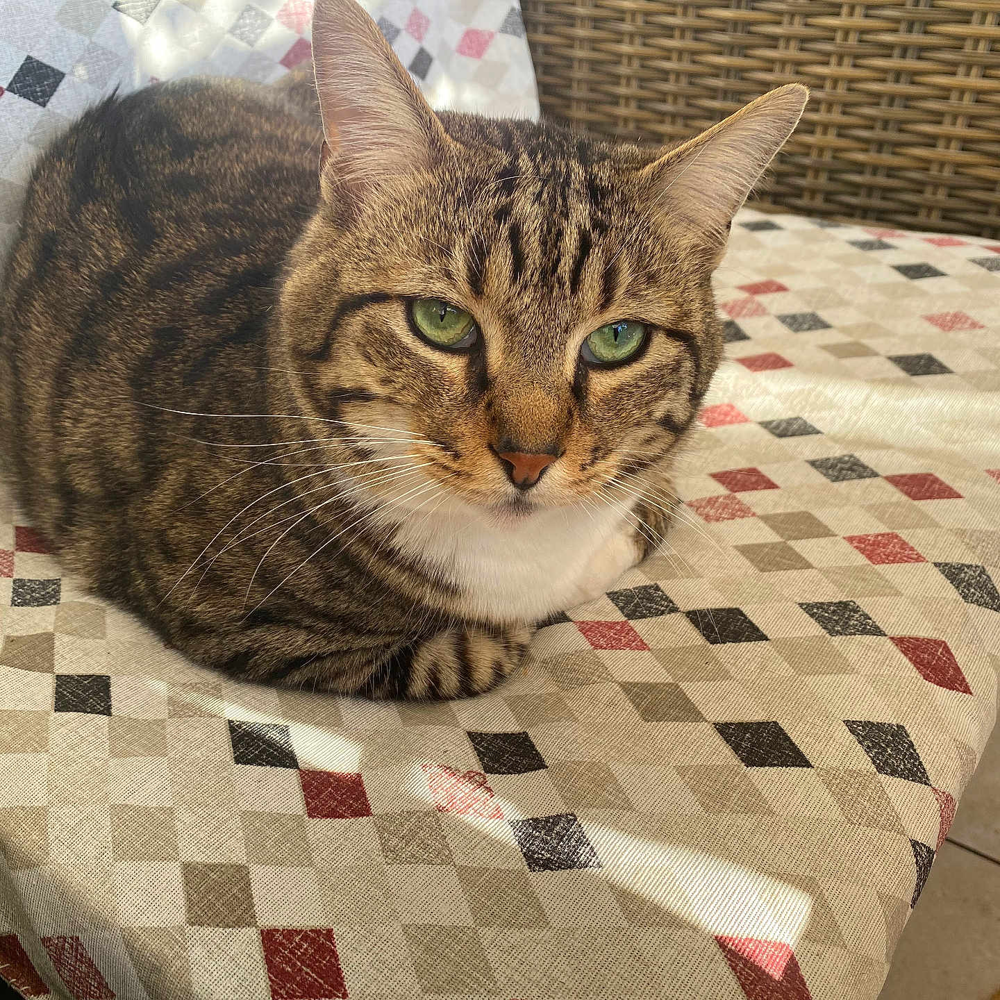 Trésors a rejoint le concours — aidez-le/la à gagner de superbes lots ! abyssinian, animal, bed, blanket, cat, chair, couch, cushion, egyptiancat, furniture, homedecor, kitten, linen, manx, person, pet, quilt, sleeping, tablecloth