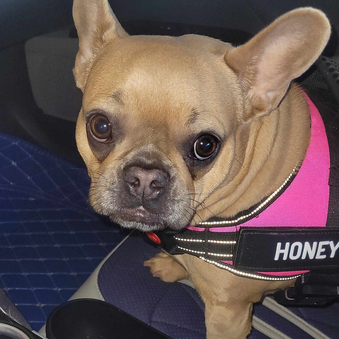 Honey is registered to the contest to win money with this photo: accessories, animal, belt, boxer, bulldog, canine, chihuahua, cushion, dog, frenchbulldog, homedecor, hound, leash, machine, pet, pitbull, policedog, pug, puppy, spoke