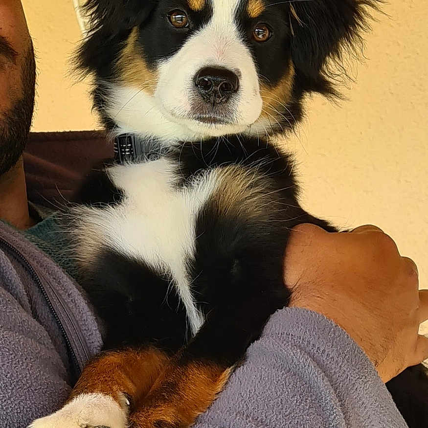 Vaya a rejoint le concours — aidez-le/la à gagner de superbes lots ! animal, arms, closeup, companion, cute, dog, friendly, fur, holding, indoor, paws, person, pet, portrait, puppy, soft, texture, tricolor, wall, young