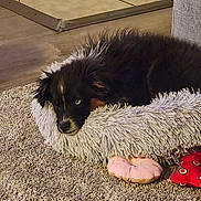 Ozzie joined the competition — help win amazing prizes! dog, puppy, bed, carpet, plush_toy, indoor, resting, furry, cozy, pet, animal, floor, soft, cute, black, brown, small, relaxed, home, shaggy