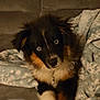puppy, dog, tricolor, blue_eyes, fur, blanket, couch, indoor, pet, cute, cozy, fur_pattern, animal, young_dog, looking, portrait, soft, domestic_animal, companion, curious