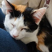 Motely joined the competition — help win amazing prizes! animal, calico, cat, close_up, closeup, comfort, cozy, cute, domestic_cat, ears, feline, fur, indoor, nap, peaceful, pet, resting, sleeping, soft, whiskers