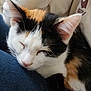 animal, calico, cat, close_up, closeup, comfort, cozy, cute, domestic_cat, ears, feline, fur, indoor, nap, peaceful, pet, resting, sleeping, soft, whiskers