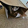 animal, black, cat, chair_leg, crumpled, curious, feline, floor, head, hidden, indoor, paper_bag, paw, peeking, pet, playful, shoe, tile, whiskers, white