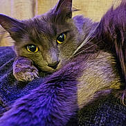 Violet is registered to the contest to win money with this photo: cat, gray_cat, yellow_eyes, close_up, relaxed, fur, paw, texture, fabric, indoor, curtain, purple_light, cozy, pet, animal, portrait, whiskers, resting, soft_light, domestic_cat