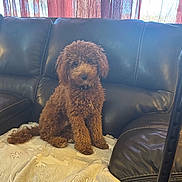 Doodle Bug joined the competition — help win amazing prizes! animal, blanket, brown, companion, cozy, curly_fur, curtains, cute, dog, domestic_animal, fur, furniture, home, indoor, leather_couch, pet, puppy, relaxing, sitting, window_light