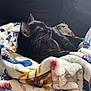 cat, black_cat, blanket, cozy, soft, fluffy, resting, sleeping, animal, pet, indoor, comfort, fur, whiskers, relaxation, closeup, warm, cute, domestic_cat, snuggle