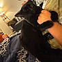 Binx joined the competition — help win amazing prizes! black_cat, cat, pet, indoor, person, hand, lap, blanket, living_room, lamp, mirror, furniture, cozy, comfort, resting, animal, home, soft_lighting, relaxation, paw
