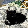 Binx joined the competition — help win amazing prizes! cat, black_cat, sleeping, fluffy_blanket, knitted_blanket, indoor, cozy, pet, fur, resting, bed, home, comfort, animal, cute, domestic_cat, texture, soft, relaxation, warm