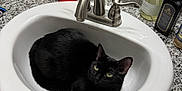 Binx is registered to the contest to win money with this photo: cat, black_cat, sink, bathroom, countertop, soap_dispenser, mirror, tissue_box, bottle, faucet, granite, reflection, domestic_animal, pet, curled_up, indoor, household, fur, whiskers, relaxing