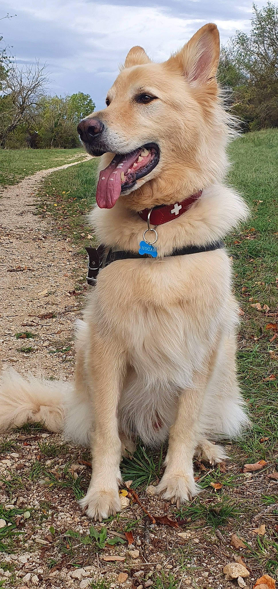 Hogan participe au concours pour gagner de l'argent avec cette photo : ancient_dog_breeds, canidae, carnivore, companion_dog, dog, dog_breed, fawn, golden_retriever, mammal, norwegian_buhund, rare_breed_dog, sporting_group, vertebrate, working_dog