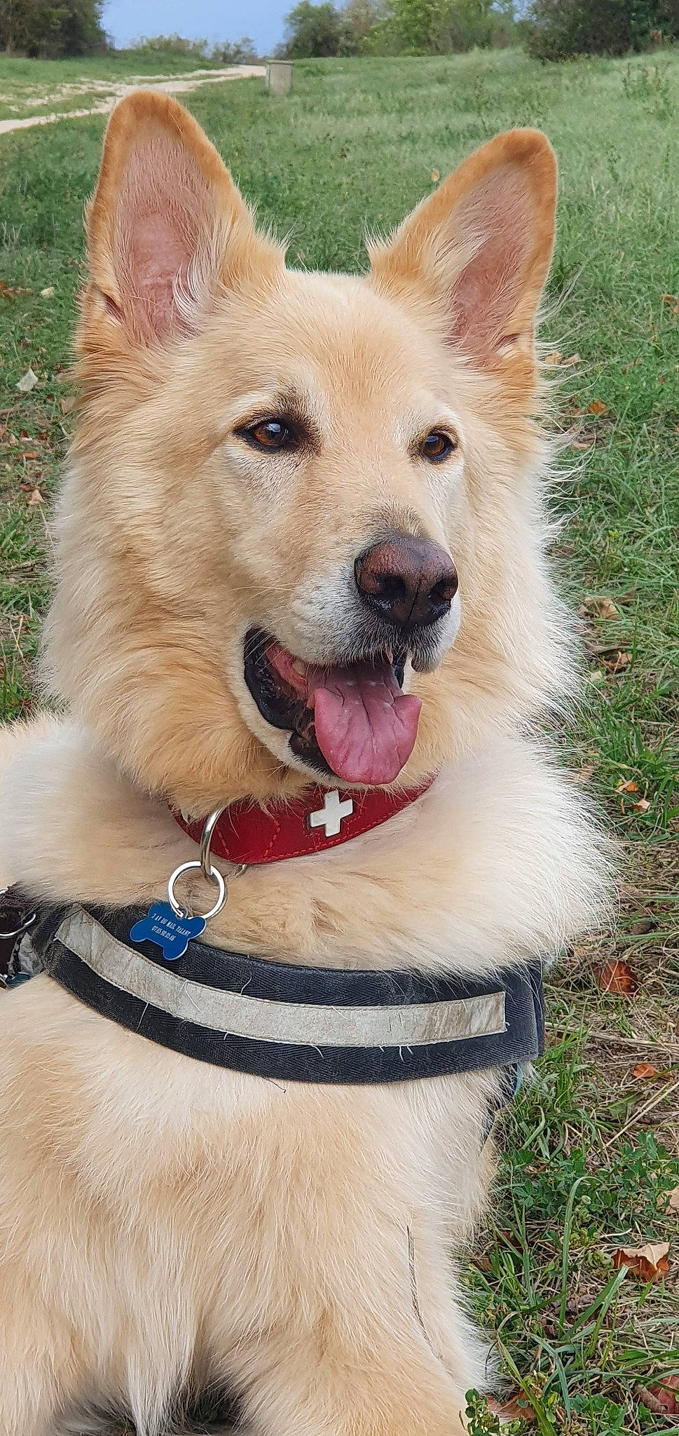 Hogan a rejoint le concours — aidez-le/la à gagner de superbes lots ! ancient_dog_breeds, canaan_dog, canidae, carnivore, dog, dog_breed, fawn, finnish_spitz, icelandic_sheepdog, mammal, norwegian_buhund, vertebrate