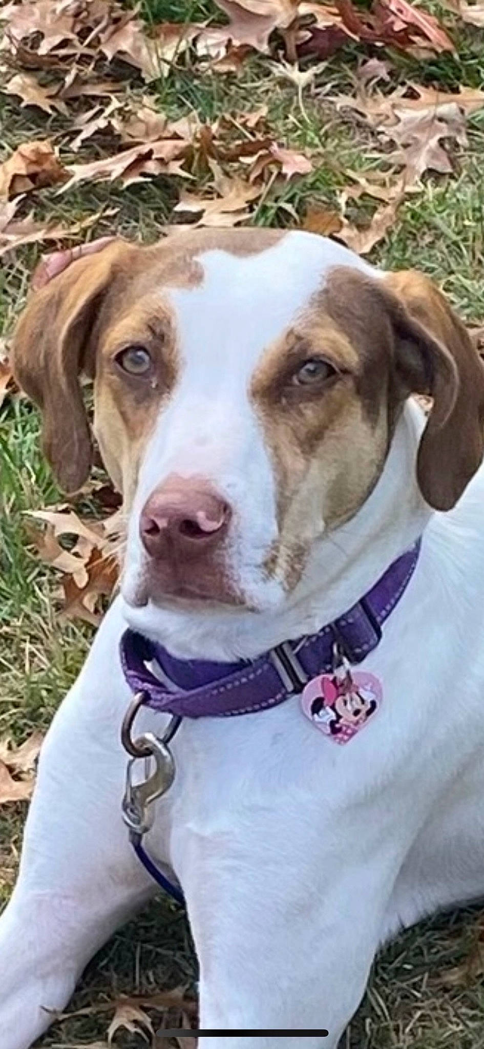 Autumn is registered to the contest to win money with this photo: canidae, carnivore, collar, companion_dog, dog, dog_breed, dog_collar, dog_supply, fawn, fur, hat, leash, liver, mammal, pet_supply, snout, sporting_group, vertebrate, whiskers, working_animal