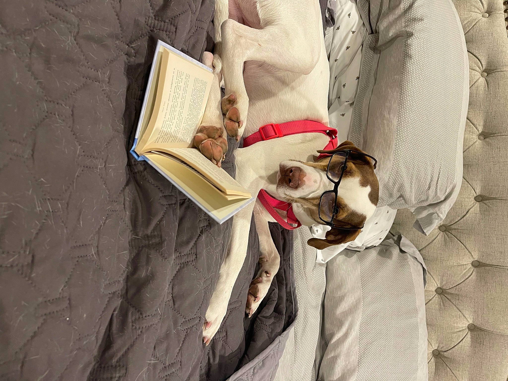 Autumn is registered to the contest to win money with this photo: book, carmine, carnivore, comfort, companion_dog, dog, dress, fawn, formal_wear, fur, human_body, human_leg, leg, linens, paper, pattern, sitting, sporting_group, textile, wood