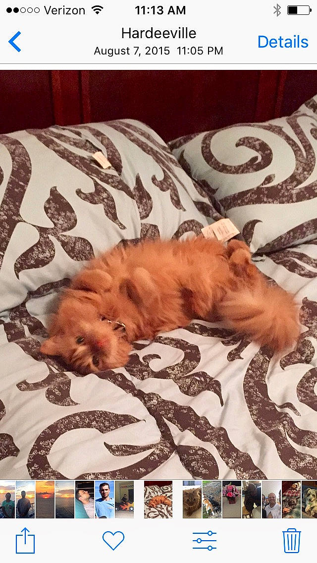 Cheddar Bob is registered to the contest to win money with this photo: art, bed, bed_sheet, bedding, canidae, carnivore, comfort, companion_dog, dog, dog_breed, fawn, felidae, font, fur, linens, liver, pattern, screenshot, sporting_group, textile