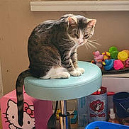 Raymond is registered to the contest to win money with this photo: cat, tabby, stool, indoor, toy, hello_kitty, box, plastic, colorful, floor, window_sill, container, animal, feline, pet, household, clutter, seat, tail, wood_floor