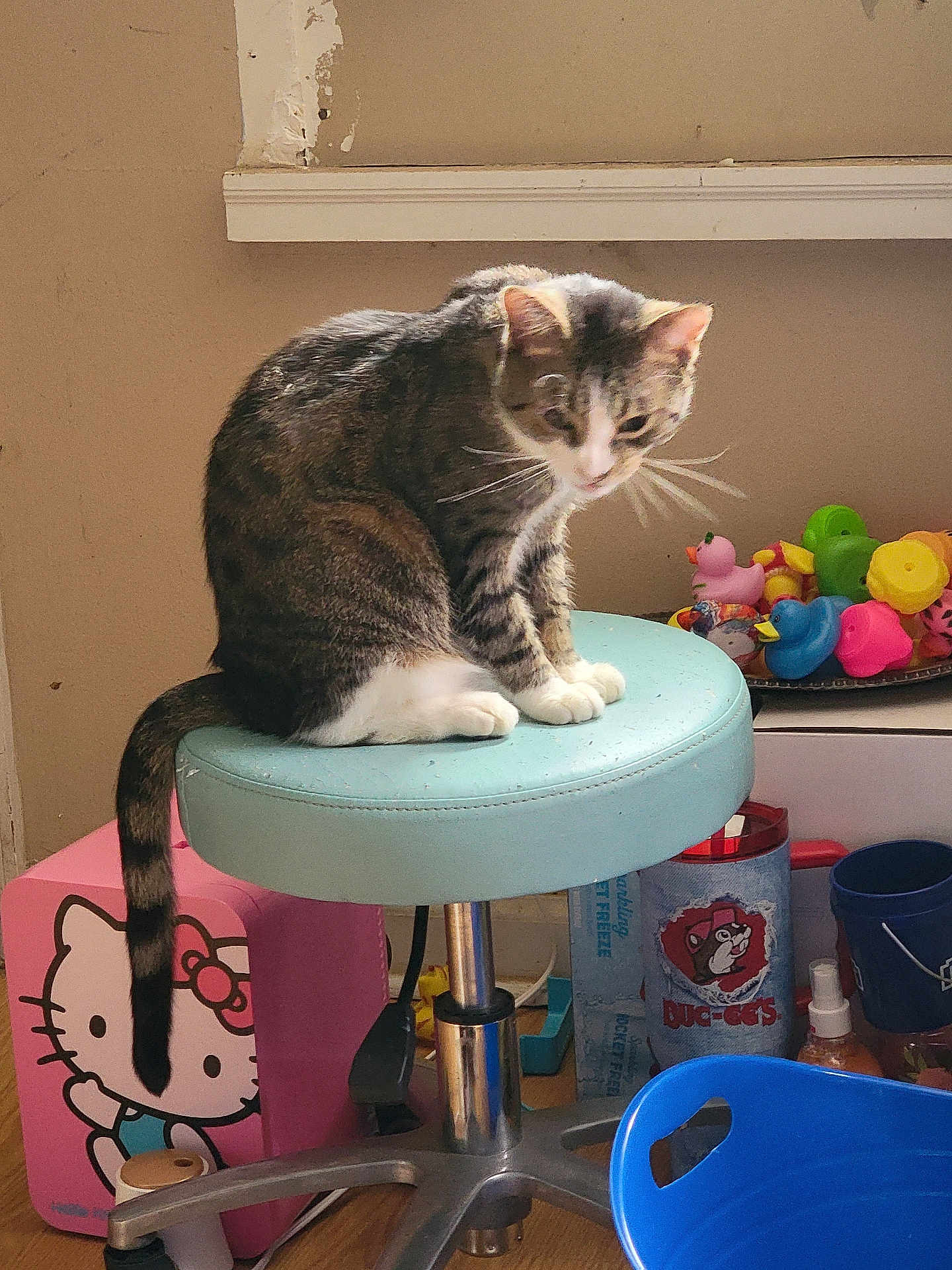 Raymond is registered to the contest to win money with this photo: cat, tabby, stool, indoor, toy, hello_kitty, box, plastic, colorful, floor, window_sill, container, animal, feline, pet, household, clutter, seat, tail, wood_floor