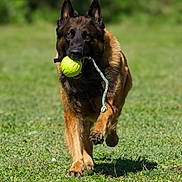 N'Joy participe au concours pour gagner de l'argent avec cette photo : active, animal, ball, canine, daylight, dog, ears, fetch, field, fur, german_shepherd, grass, mouth, nature, outdoor, pet, playing, rope, running, toy