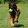 active, animal, ball, canine, daylight, dog, ears, fetch, field, fur, german_shepherd, grass, mouth, nature, outdoor, pet, playing, rope, running, toy