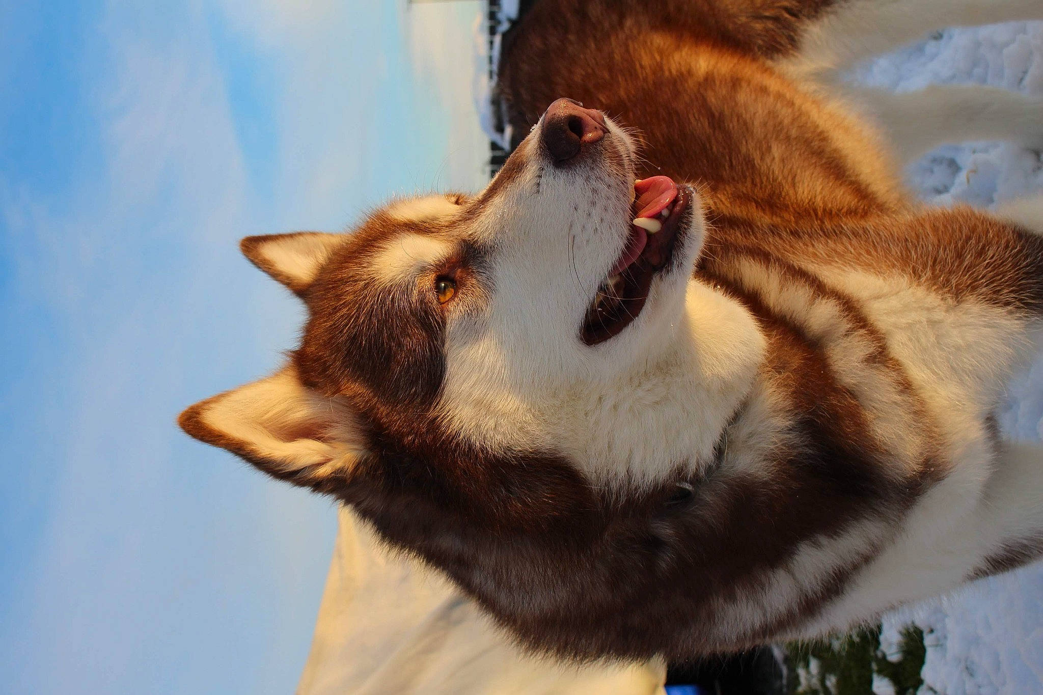 Max joined the competition — help win amazing prizes! canidae, carnivore, cloud, collar, companion_dog, dog, dog_breed, domestic_short_haired_cat, fawn, felidae, fur, jaw, paw, sky, small_to_medium_sized_cats, snout, sporting_group, tail, terrestrial_animal, whiskers