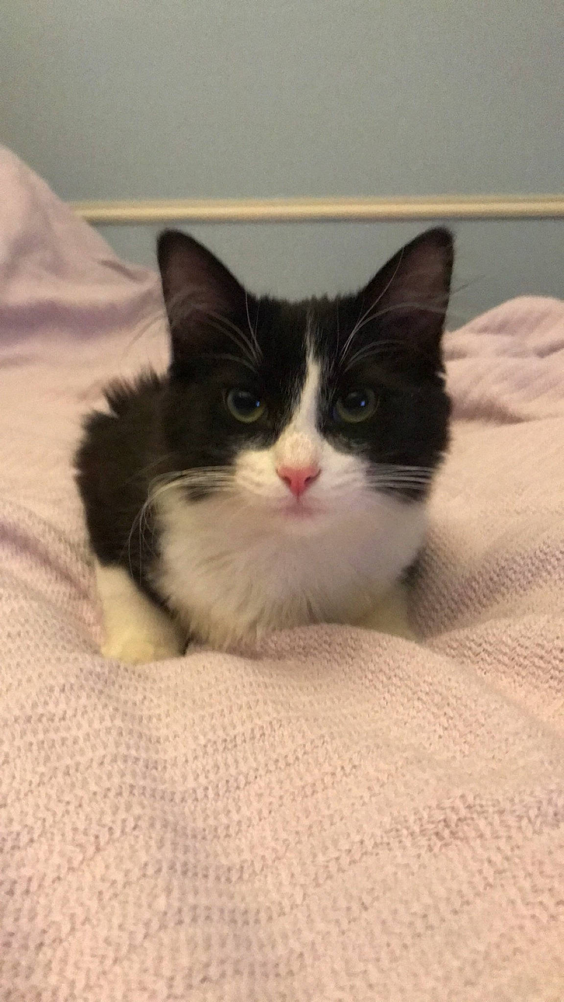 Scarlett joined the competition — help win amazing prizes! carnivore, cat, comfort, domestic_short_haired_cat, felidae, flooring, fur, hardwood, paw, small_to_medium_sized_cats, snout, whiskers