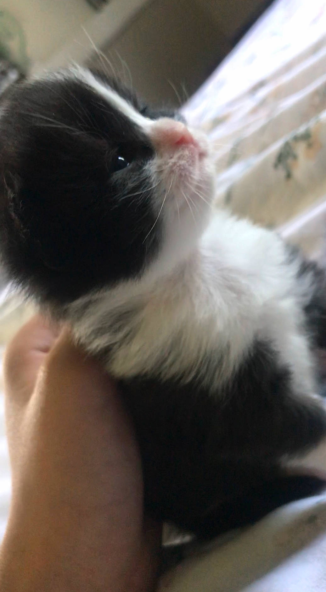 Scarlett is registered to the contest to win money with this photo: carnivore, cat, claw, comfort, domestic_short_haired_cat, felidae, foot, fur, paw, small_to_medium_sized_cats, snout, tail, terrestrial_animal, whiskers