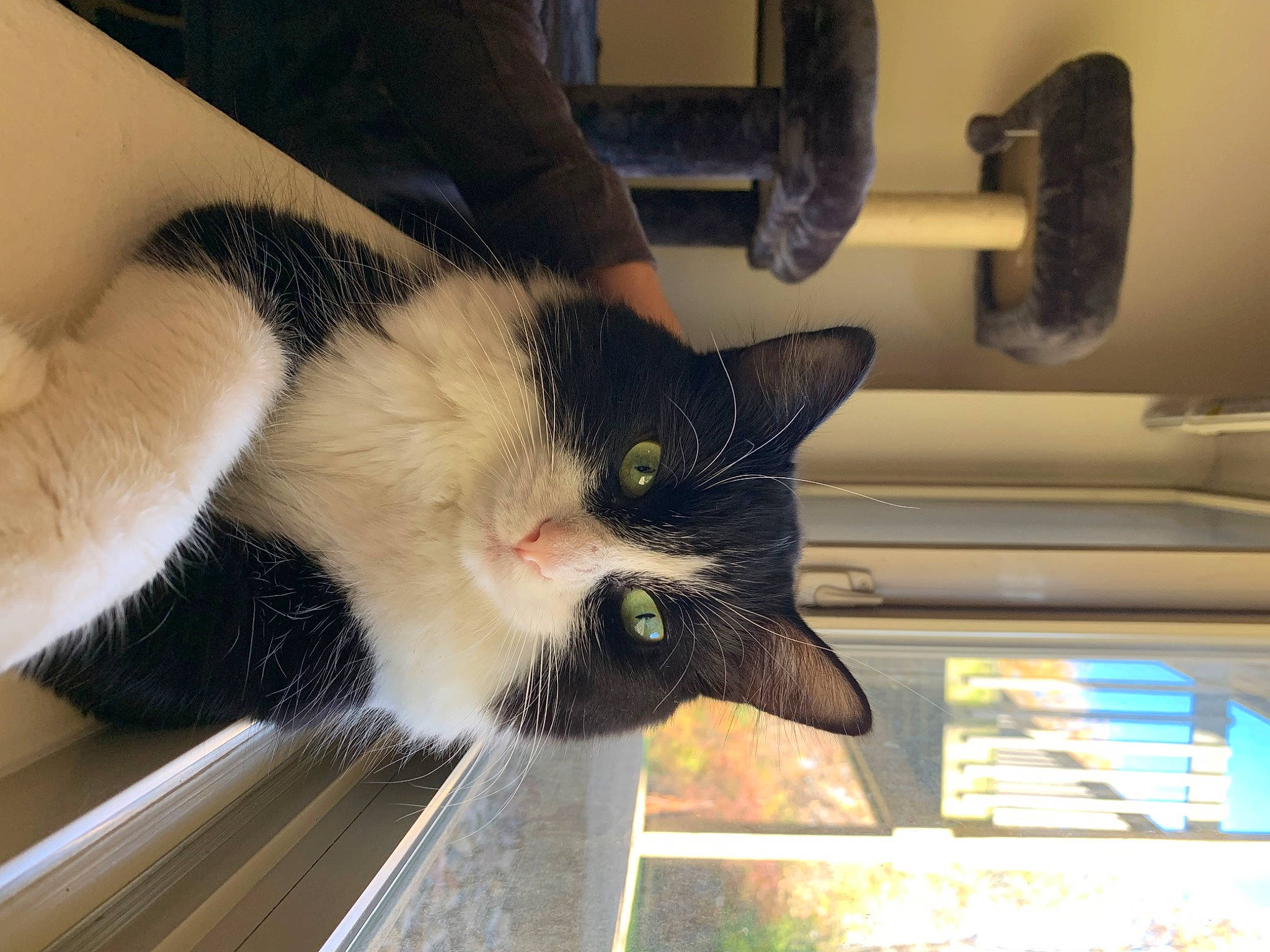 Scarlett is registered to the contest to win money with this photo: automotive_window_part, carnivore, cat, claw, comfort, domestic_short_haired_cat, felidae, fur, small_to_medium_sized_cats, snout, tail, whiskers, window, windshield