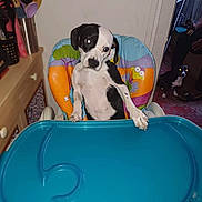 Xena a rejoint le concours — aidez-le/la à gagner de superbes lots ! dog, highchair, indoor, colorful, black_and_white, pet, animal, furniture, tray, confused, paw, background, doorway, dim_light, glowing_eyes, floor, person, hand, kitchen_utensils, drawer