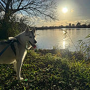 Ushuaia participe au concours pour gagner de l'argent avec cette photo : animal, canine, clouds, daytime, dog, grass, harness, husky, lake, leaves, nature, outdoor, pet, reflection, shadows, sky, sun, sunlight, tree, water