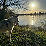 animal, canine, clouds, daytime, dog, grass, harness, husky, lake, leaves, nature, outdoor, pet, reflection, shadows, sky, sun, sunlight, tree, water