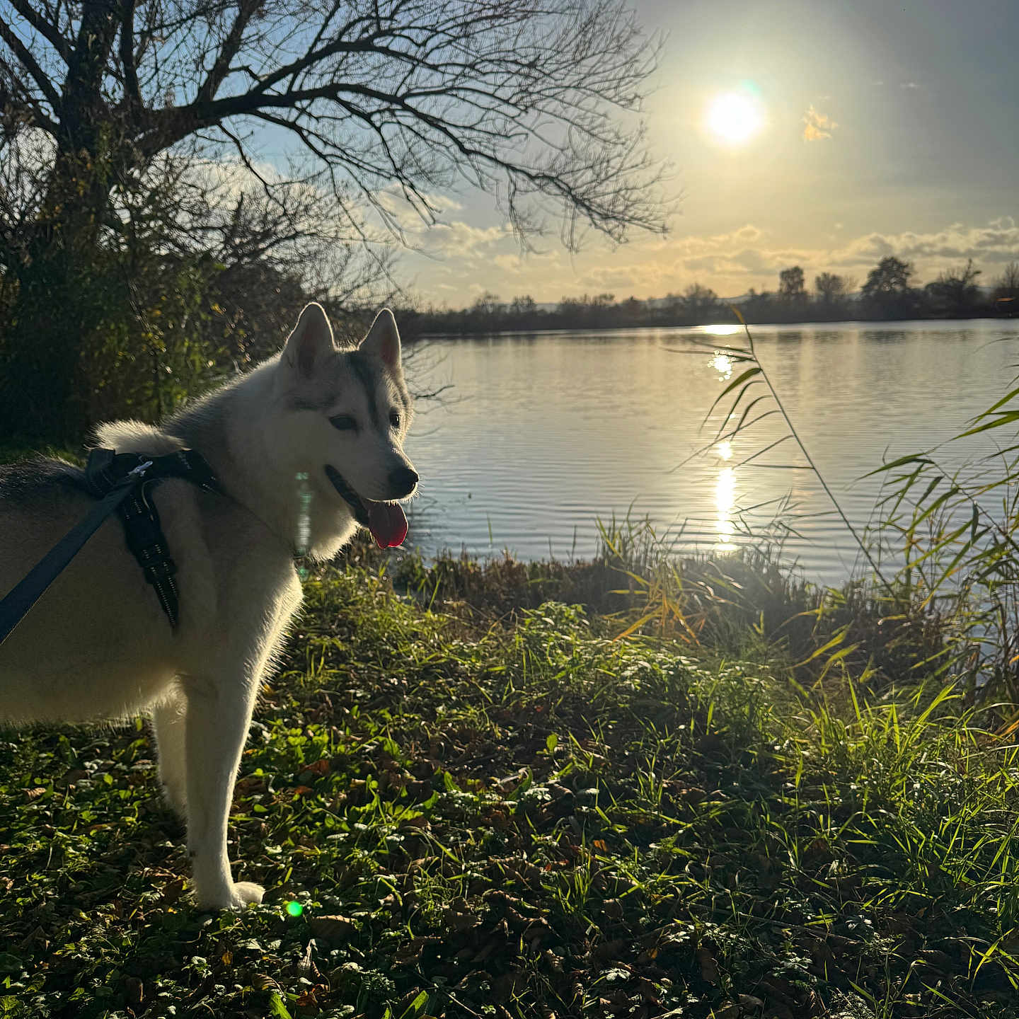 Ushuaia participe au concours pour gagner de l'argent avec cette photo : animal, canine, clouds, daytime, dog, grass, harness, husky, lake, leaves, nature, outdoor, pet, reflection, shadows, sky, sun, sunlight, tree, water