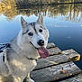 Ushuaia participe au concours pour gagner de l'argent avec cette photo : animal, canine, dock, dog, fur, happy, husky, lake, leash, nature, outdoor, pet, reflection, sky, summer, sunlight, tongue_out, trees, water, wood