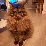 Sultan participe au concours pour gagner de l'argent avec cette photo : animal, brown, cat, cozy, cute, domestic, ears, eyes, fluffy, furniture, home, indoor, pet, plant, portrait, sitting, striped, tabby, whiskers, wooden_floor