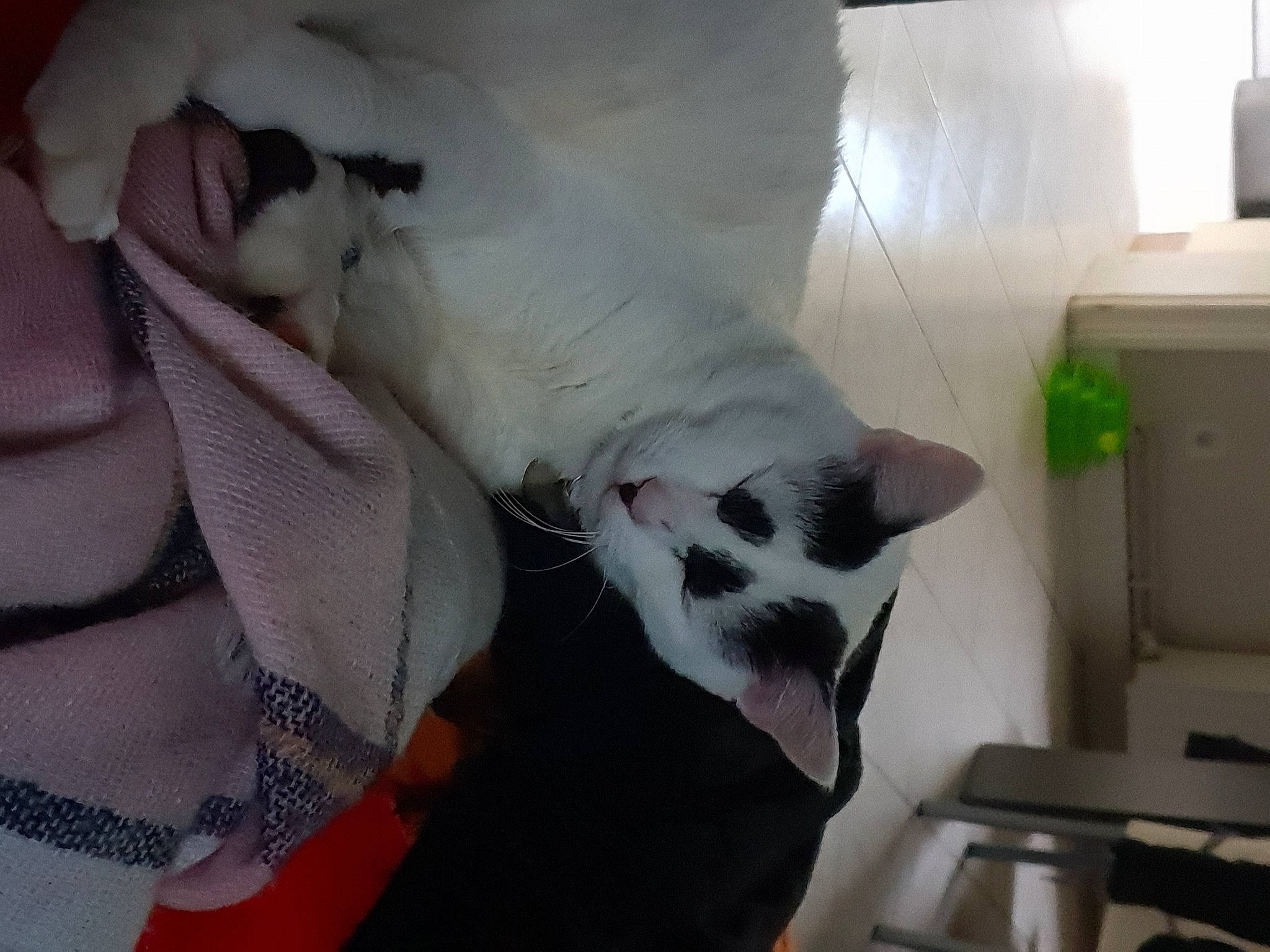 Pandy participe au concours pour gagner de l'argent avec cette photo : canidae, carnivore, cat, felidae, mammal, small_to_medium_sized_cats, snout, whiskers