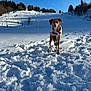 dog, snow, winter, mountain, trees, blue_sky, sunlight, shadow, slope, ski_tracks, harness, paws, footprints, outdoor, landscape, cold, forest, vacation, pet, playful