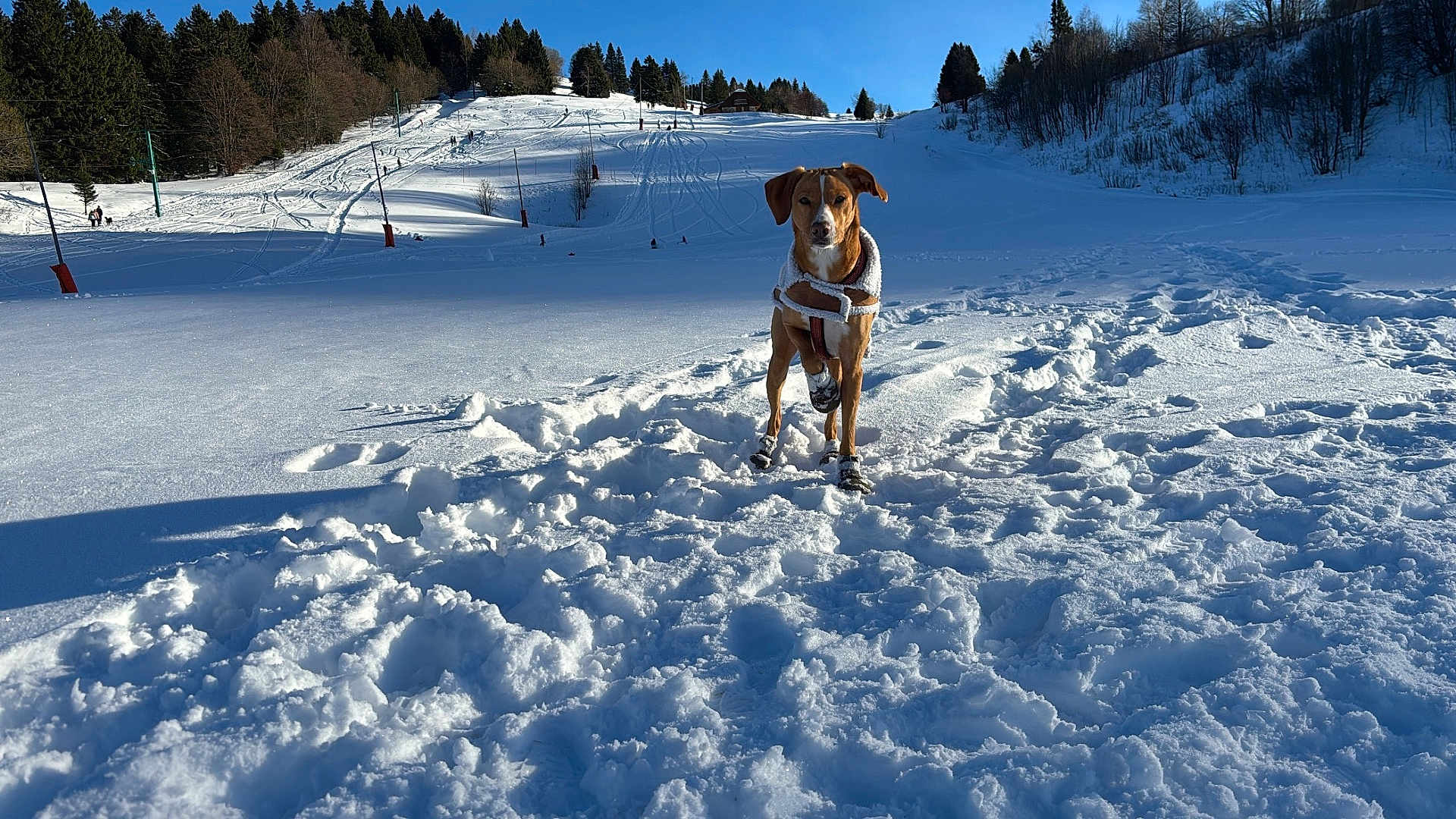 Tino a rejoint le concours — aidez-le/la à gagner de superbes lots ! dog, snow, winter, mountain, trees, blue_sky, sunlight, shadow, slope, ski_tracks, harness, paws, footprints, outdoor, landscape, cold, forest, vacation, pet, playful