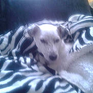 Poppy joined the competition — help win amazing prizes!