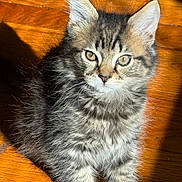 Leo joined the competition — help win amazing prizes! kitten, cat, tabby, fur, whiskers, ears, eyes, paws, wooden_floor, sunlight, shadow, pet, animal, cute, feline, indoor, young, small, portrait, cozy