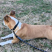Zeus a rejoint le concours — aidez-le/la à gagner de superbes lots ! animal, brown, canine, collar, daylight, dog, ears, field, fur, grass, leash, lying_down, nature, outdoor, park, pet, resting, side_view, snout, white