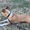 animal, brown, canine, collar, daylight, dog, ears, field, fur, grass, leash, lying_down, nature, outdoor, park, pet, resting, side_view, snout, white