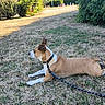 Zeus a rejoint le concours — aidez-le/la à gagner de superbes lots ! animal, brown, calm, canine, collar, daylight, dog, ears, grass, ground, leash, nature, outdoor, park, pet, resting, shrubbery, side_view, summer, white