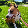 animal, blue_sky, canine, collar, daylight, dog, ears_up, grass, greenery, happy, house, leash, nature, outdoor, pet, sitting, summer, sunny, tongue_out, walk