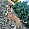 Zeus a rejoint le concours — aidez-le/la à gagner de superbes lots ! alert, animal, brown_and_white, bushes, canine, collar, daylight, dog, ears, fur, grass, leash, nature, outdoor, park, pet, side_view, standing, summer, tail