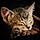 Mylo