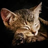 kitten, cat, sleeping, paw, fur, closeup, cute, pet, animal, domestic_cat, whiskers, face, relaxation, cozy, soft, young, mammal, adorable, feline, rest