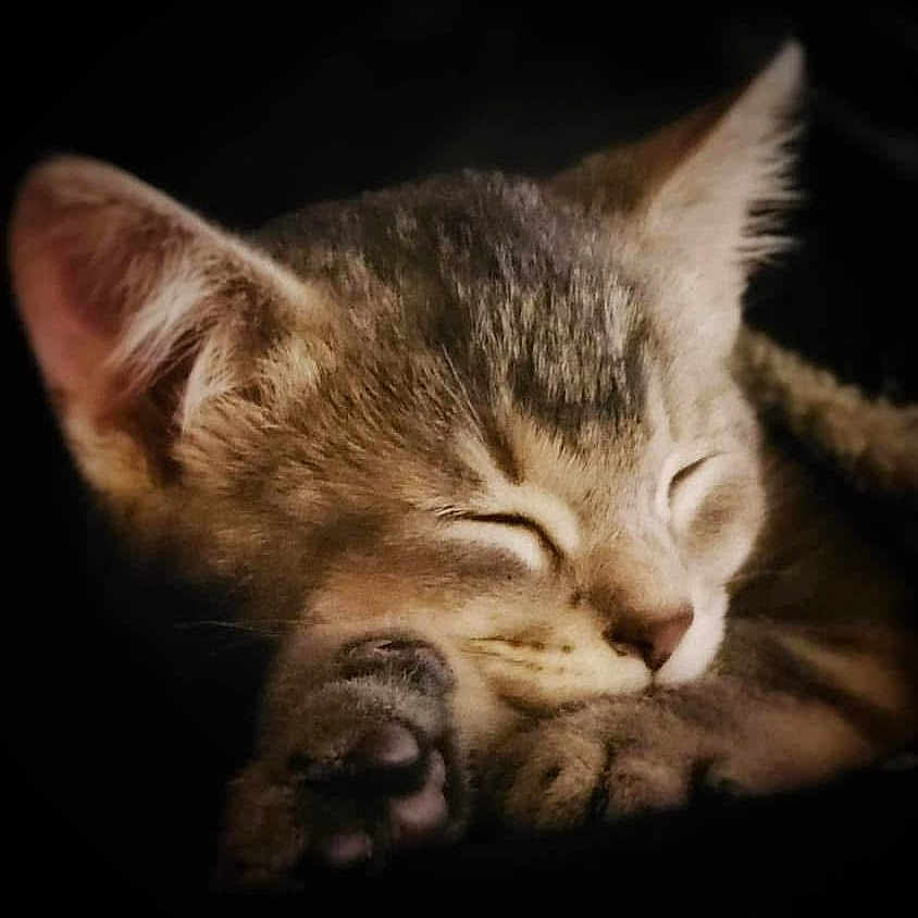 Mylo joined the competition — help win amazing prizes! kitten, cat, sleeping, paw, fur, closeup, cute, pet, animal, domestic_cat, whiskers, face, relaxation, cozy, soft, young, mammal, adorable, feline, rest