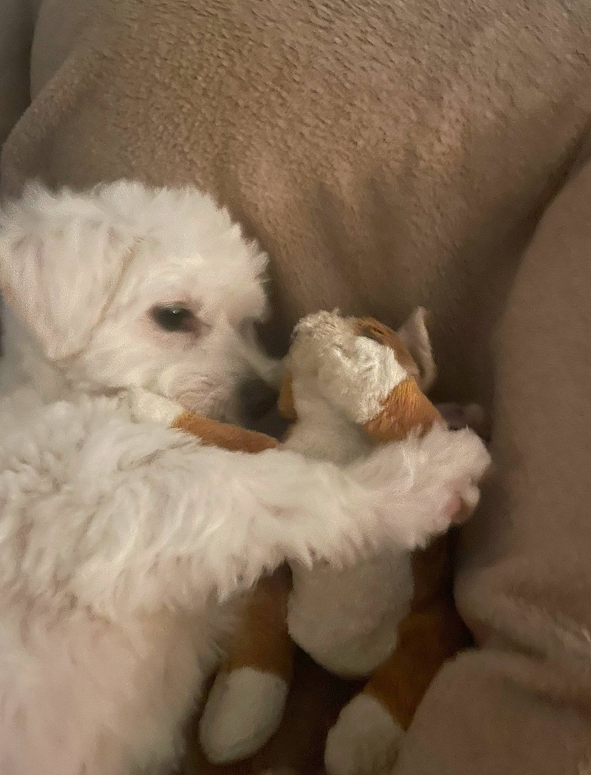 Rusty participe au concours pour gagner de l'argent avec cette photo : bichon, canidae, carnivore, comfort, companion_dog, dog, dog_breed, fur, labradoodle, non_sporting_group, poodle, puppy, small_terrier, sporting_group, terrier, toy_dog, water_dog, working_animal